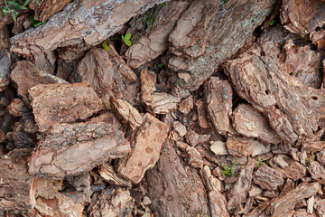 Dry tree bark texture
