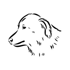 Fototapeta premium aidi dog, vector sketch outline pencil drawing artwork, black character on white background