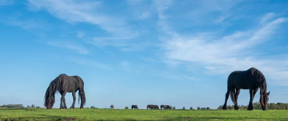 Tuinposter Weide black horses graze in green grassy meadow under blue sky in holland