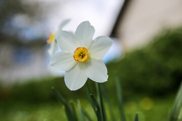 Poets narcissus also called Narcissus poeticus daffodil © Mareks