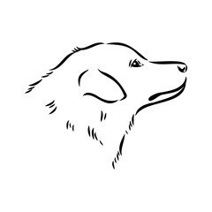 Obraz premium aidi dog, vector sketch outline pencil drawing artwork, black character on white background