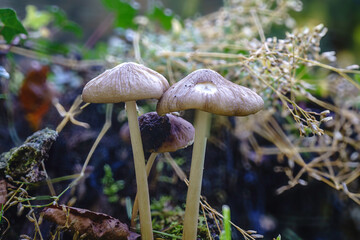 mushrooms in the forest