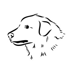 aidi dog, vector sketch outline pencil drawing artwork, black character on white background