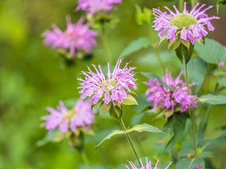 Brilliant pink bee balm plant, monarda didyma, highlighted by the morning sun.