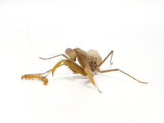 ミルワームを足で押さえつけるハラビロカマキリ