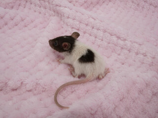ピンクの毛布の上にいるハート柄の子ネズミ