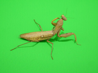 鎌の手入れをするカマキリ