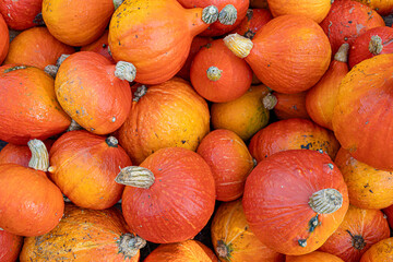 Many orange pumpkins of different sizes. Background