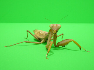 前から見たカマキリ