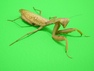 目が合ったカマキリ