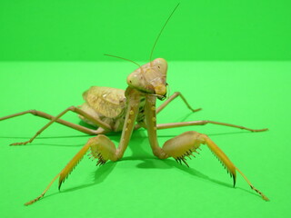 首をかしげるカマキリ