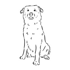 aidi dog, vector sketch outline pencil drawing artwork, black character on white background