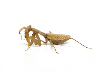 前肢を舐めるカマキリ