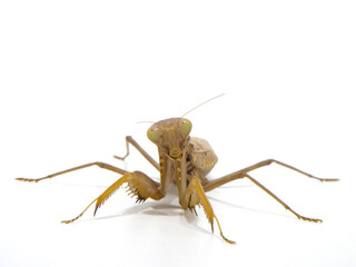 正面からのカマキリ