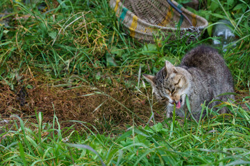 Naklejka na ściany i meble A gray cat in the green grass. A cat and kittens are resting and frolicking in nature outside the city. Pets are happy and contented. The cat eats grass.