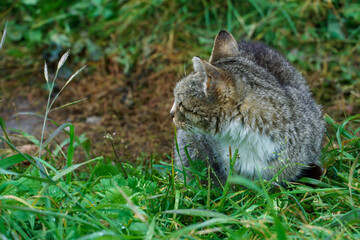 A gray cat in the green grass. A cat and kittens are resting and frolicking in nature outside the city. Pets are happy and contented. The cat eats grass.