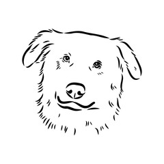 aidi dog, vector sketch outline pencil drawing artwork, black character on white background