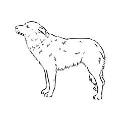 aidi dog, vector sketch outline pencil drawing artwork, black character on white background