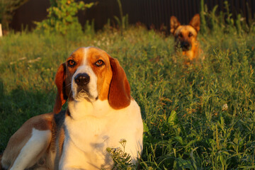 A Estonian hound dog lies with German Shepherd on the green grass at the sunset. Dogs lies on the green grass. Tired dogs