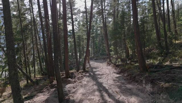 Navigating the Forest: A Drone's Journey Through a Dense Forest Road