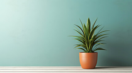 potted houseplant on a gray background.