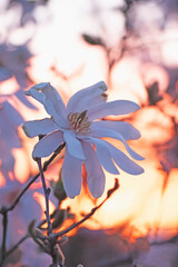 Magnolia stellata bianca in primavera