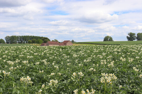 Blühendes Kartoffelfeld im Pajottenland, Belgien