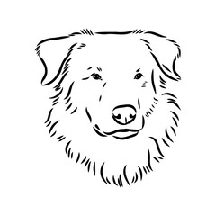 aidi dog, vector sketch outline pencil drawing artwork, black character on white background