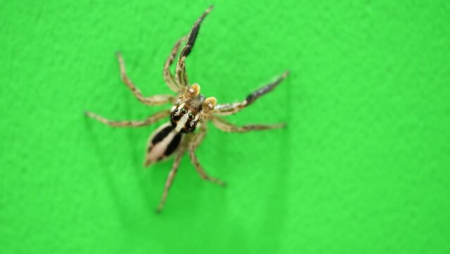 上を見るチャスジハエトリ