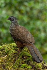 Andean Guan.(Penelope montagnii) perched on tree branch, back view - stock photo