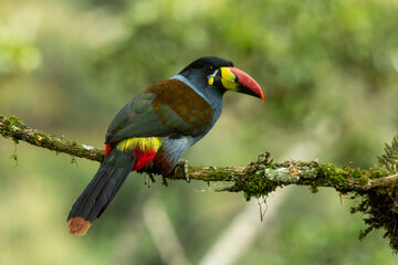 Gray-breasted Mountain-Toucan.(Andigena hypoglauca) perching on mossy branch, manizales, Colombia - stock photo