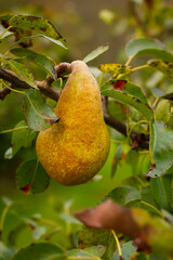 Gruszka na gałęzi | Pear on the branch - obrazy, fototapety, plakaty