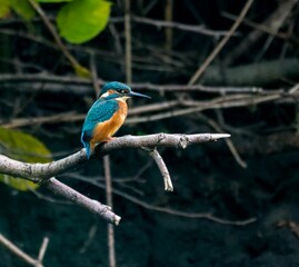 Beautiful blue and orange Kingfisher perched atop a lush green tree branch