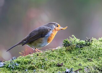 Graceful European robin (Erithacus rubecula) eating mealworm perched atop a bed of lush, mossy rocks