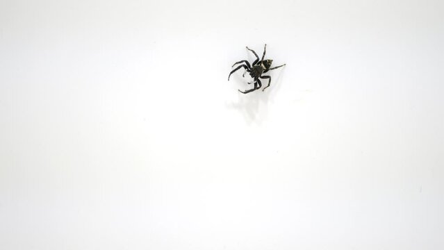 ジャンプするアダンソンハエトリ