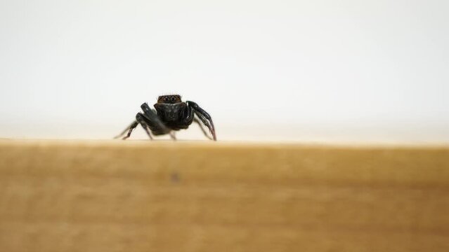 毛繕いをし始めるハエトリグモ