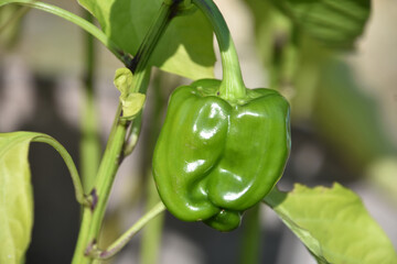 Fresh Green Bell Pepper Plant in a Garden