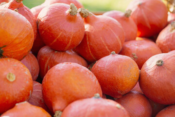 orange pumpkins  in sunny autumn day