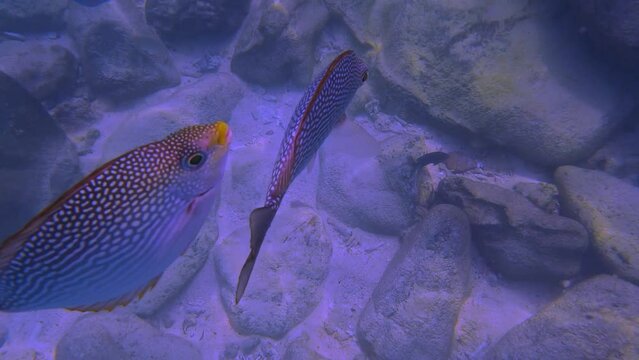 Snorkling snorkel in Phi Phi Island Corel reef teaming with reef fish of various colours. Phuket Thailand teaming with reef fish of various colours. vibrant and colourful Corel reef