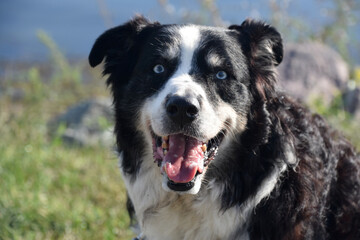 Looking Into the Face of an Australian Shepherd