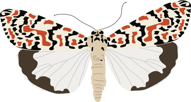 Utetheisa pulchella, the crimson-speckled flunkey, crimson-speckled footman, or crimson-speckled moth, illustration Vector	