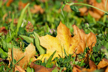yellow maple leaf on the ground in the grass