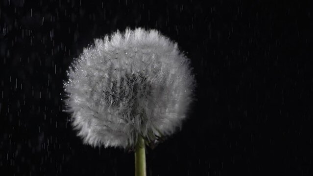 drops of water fall on the dandelion fluff and linger on it. Water-repellent effect concept. Slow motion 200 fps