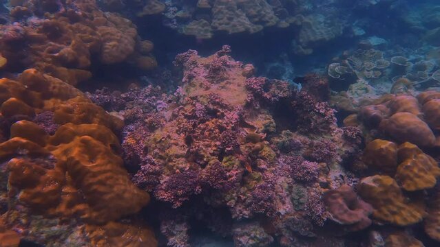 Snorkling snorkel in Phi Phi Island Corel reef teaming with reef fish of various colours. Phuket Thailand teaming with reef fish of various colours. vibrant and colourful Corel reef
