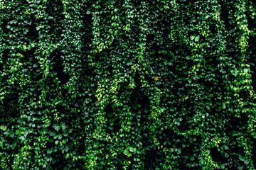 Herb wall, plant wall, natural green wallpaper and background. nature wall. Nature background of green forest