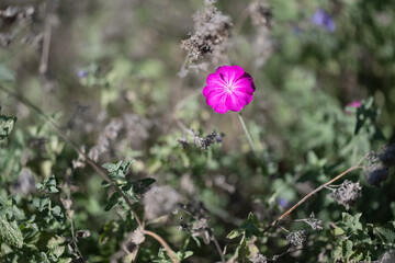 Angel’s Blush or Caryophyllaceae  in a flower bed in a public park in Norrköping during autumn in Sweden