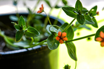 Scarlet Pimpernel Flowers in bloom in springtime