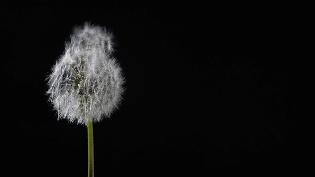 Beautiful texture of blowing fluff off a dandelion for using in composition,  on black background isolated. Hair  loss, alopecia concept. Slow motion 200 fps