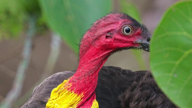 Close up slow motion shot of the red head with yellow frill of an Australian brush turkey