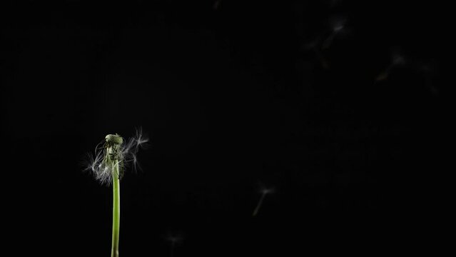 Beautiful texture of blowing fluff off a dandelion for using in composition,  on black background isolated. Hair  loss, alopecia concept. Slow motion 200 fps